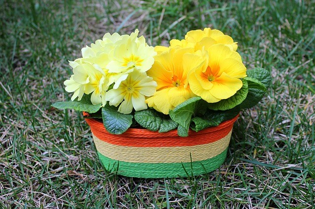primula-3232368_640