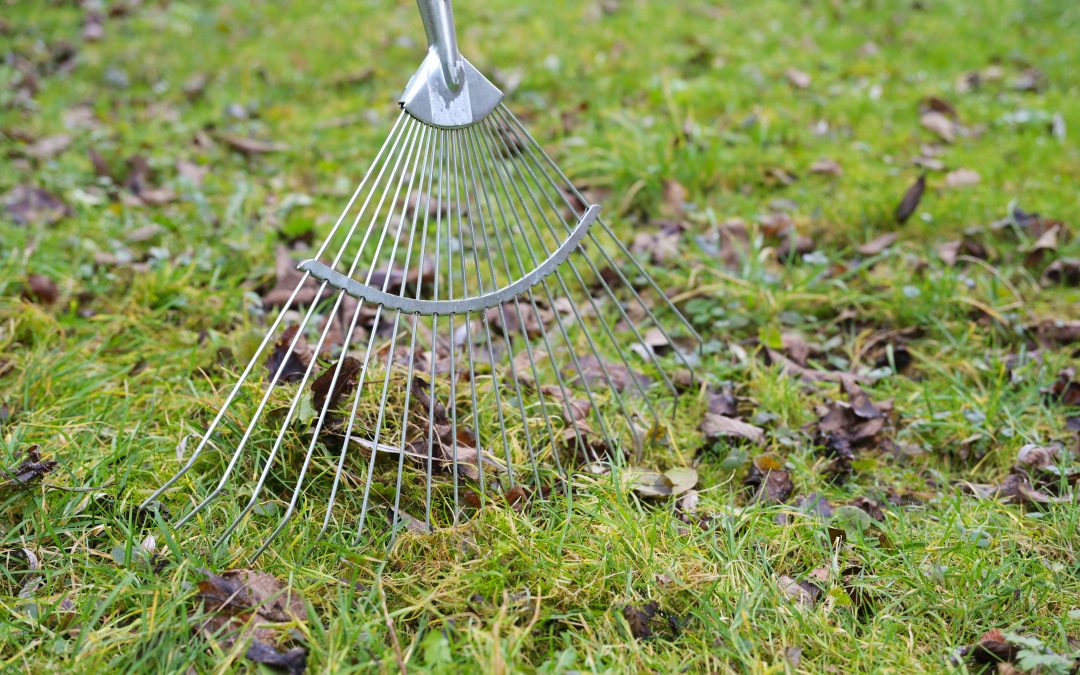 Spring Lawn and Landscape Prep: What You Need to Know 