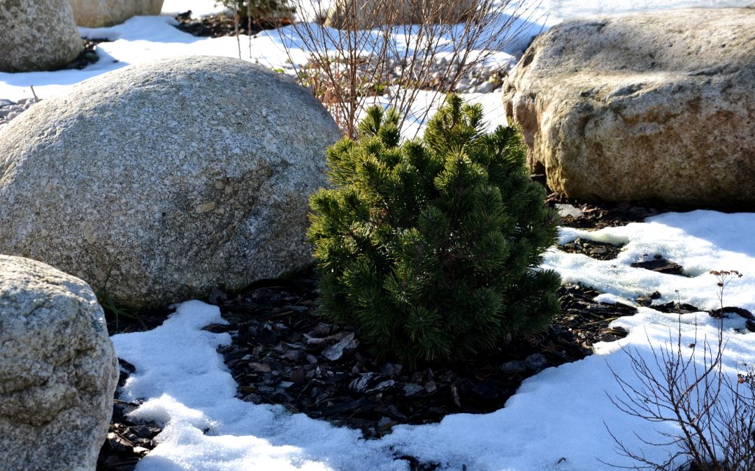 When do I apply winter mulch before or after the first hard freeze in Northeast Ohio? 